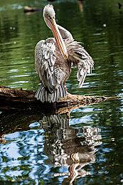 《双点博物馆》联动《吸血鬼幸存者》极大丰富馆藏